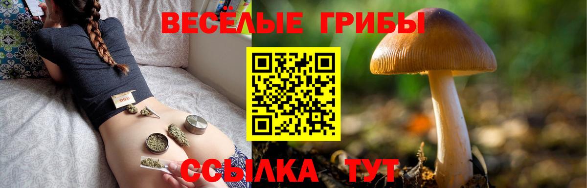 Псилоцибиновые грибы Psilocybe  Вход с VPN  Алексеевка 
